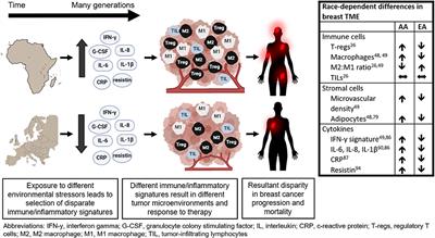 The Contribution of Race to Breast Tumor Microenvironment Composition and Disease Progression